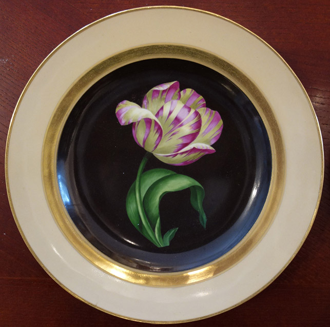 - Tulipa